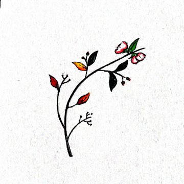 willow tree by Scout