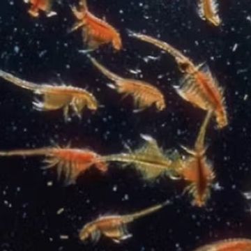 LANDR-deux-Open-High.mp3 by Joe Waterfall