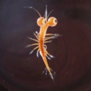 trois.wav by Joe Waterfall