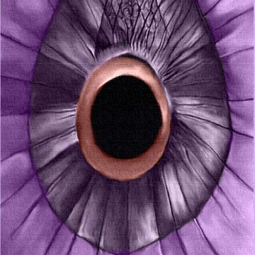 4.- Ojos del infinito (c) by El Mono Desacralizado. Registrada en INDATUR