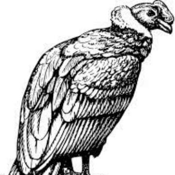 My Song by Condor