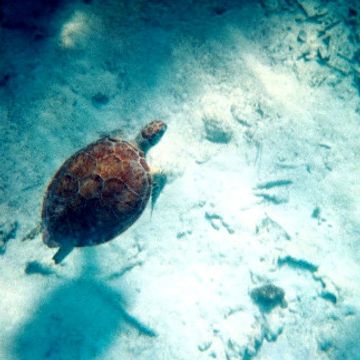 LANDR-My Song 8-Warm-Medium-REV_V1.mp3 by Jason Hyshka (Hy$hi)