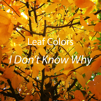 I Don't Know Why by Leaf Colors