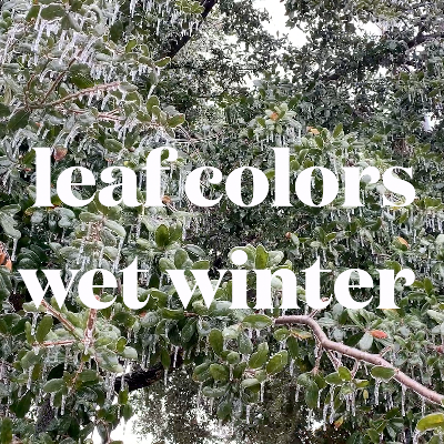 Wet Winter by Leaf Colors