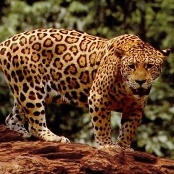 04_Jaguar Master_VooDoo Love Gods 2.0.mp3 by DrewStarr