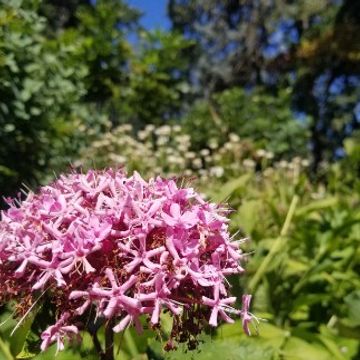 Good Morning Kisses by SUNCEA